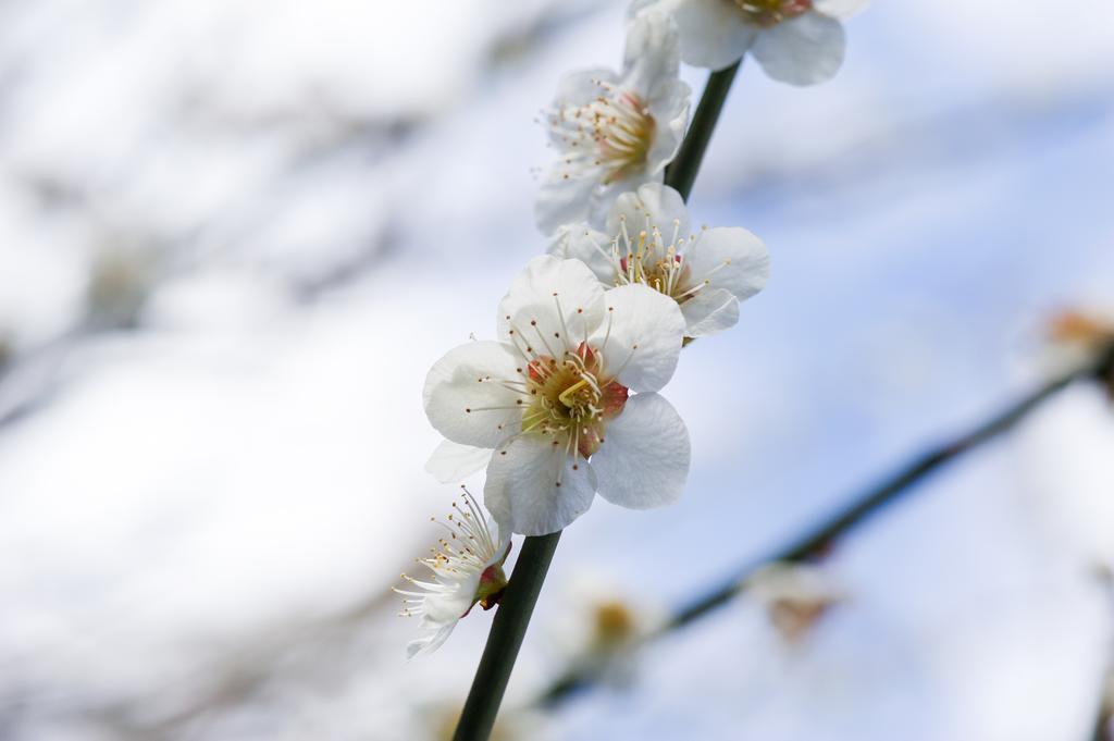 Yutouya Ryokan Toyooka  Dış mekan fotoğraf